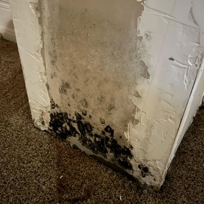 Professional Mold Removal in Troy, KS